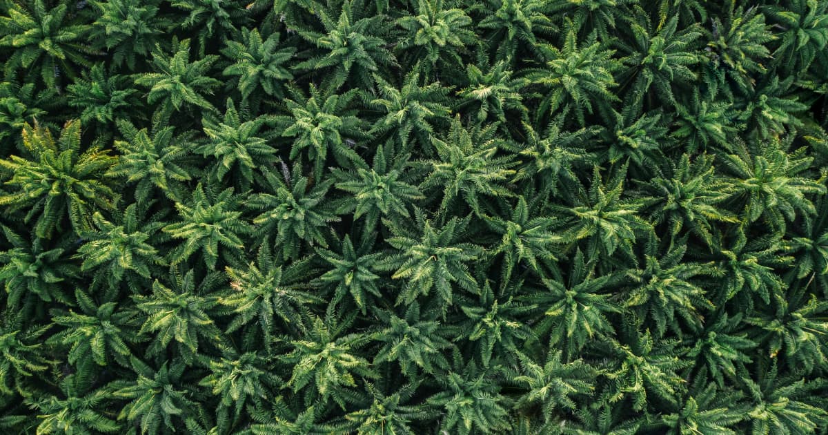 Private Label CBD Gummies Market Set to Reach $1.38 Billion by 2036 as Wellness Brands Embrace Outsourced Manufacturing