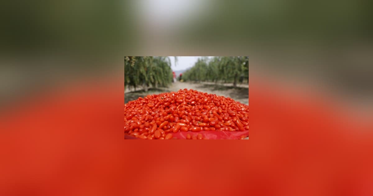 From Ancient Delicacy to Global Trend: The Industrial Upgrade and Global Journey of Ningxia Goji Berries