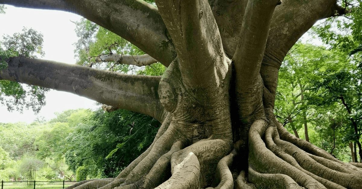ROOTS Fellowship Foundation Funds Four Projects to Preserve Indigenous Spiritual Traditions in Africa and South America