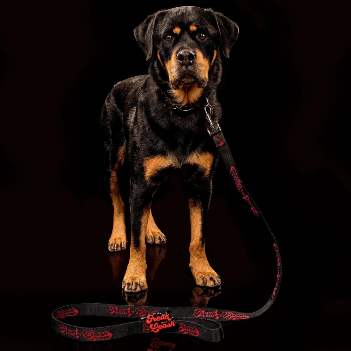 Freak On a Leash Elevates Spiked Dog Collars to Everyday Accessories with Full-Grain Leather Craftsmanship