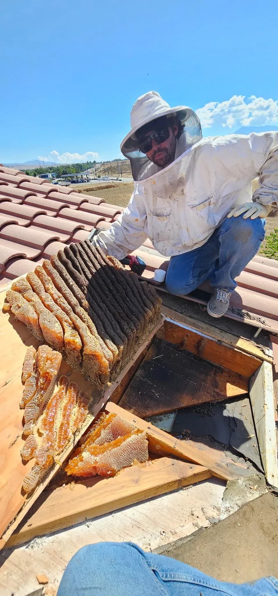 Comb-Left-Behind Problem Drives Shift to Live Bee Extraction in Hemet