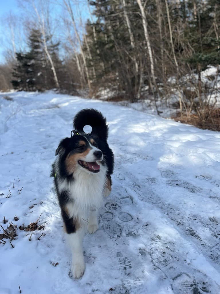 Canada's Newest Animal Heroes: Dogs Inducted into Purina Hall of Fame for Saving Lives