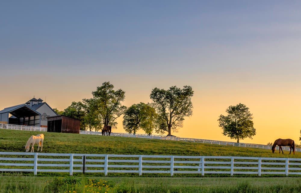 What Buyers Need to Know Before Purchasing a Horse Farm in Ocala