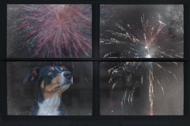Fireworks Pet Safety: Helping Dogs and Cats Stay Calm This Summer