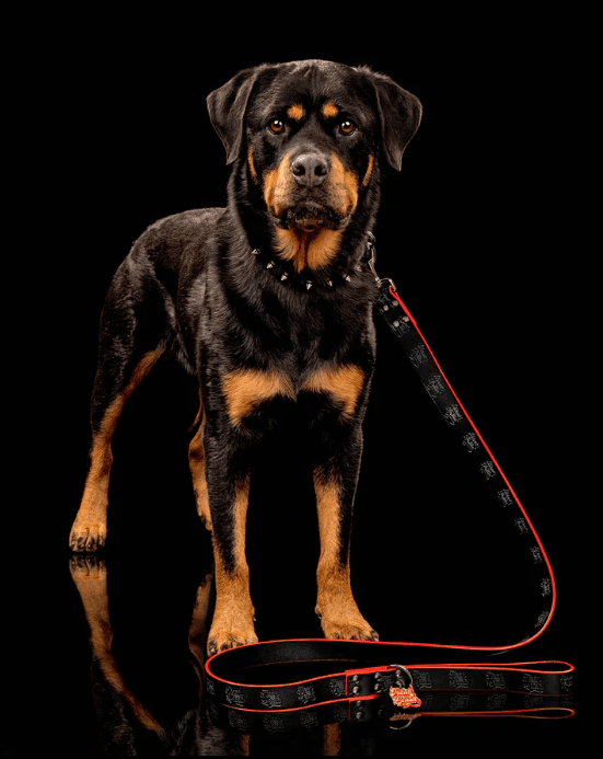 Freak On a Leash Expands Leather Dog Collar and Harness Line for Alternative Pet Owners